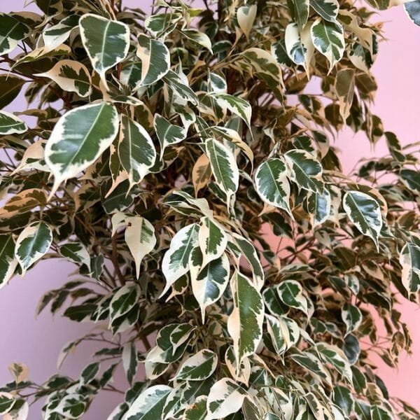Ficus Benjamina - Starlight - Benjamin Tree