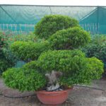 Ficus Microcarpa Bonsai Multi head (Ficus Retusa/Ginsen Ficus/Chinese Banyan/Curtain Fig/Indian Laurel)