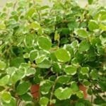 Ficus pumila - Variegated - Creeping Fig