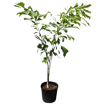 Fish Tail Palm Plant