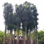 Wodyetia Bifurcata - Foxtail Palm