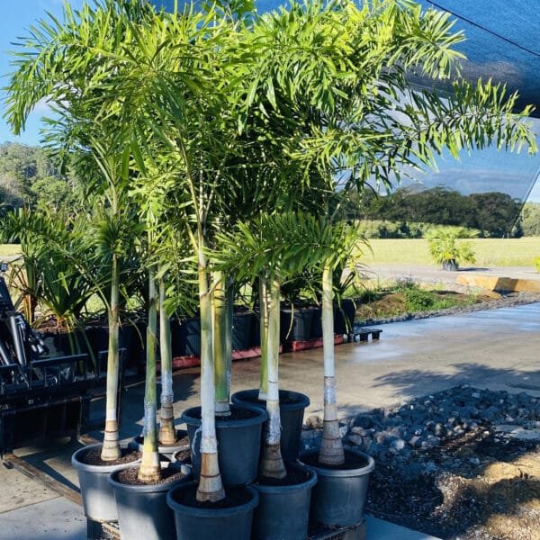 Wodyetia Bifurcata - Foxtail Palm