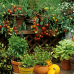 fruit plants