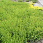 ground cover plants