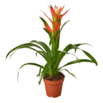 Guzmania Plant (Epiphytic Plants, Scarlet Star)