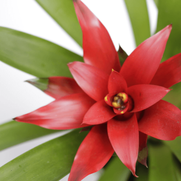 Guzmania Plant (Epiphytic Plants, Scarlet Star)