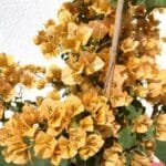 Bougainvillea Gold
