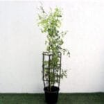 Jasminum Officinale: Fragrant Summer Jasmine Plant