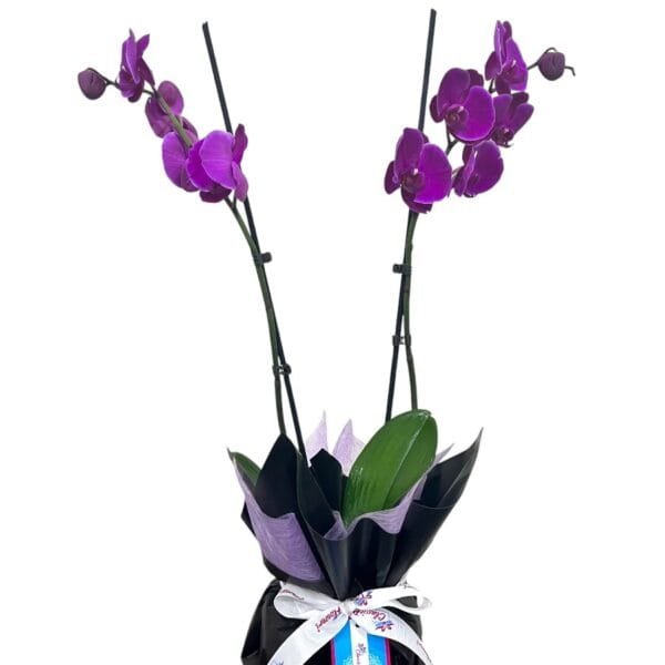 2 Stem Purple Orchid Plant in Black and Purple Wrapping