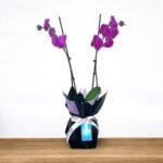 2 Stem Purple Orchid Plant in Black and Purple Wrapping