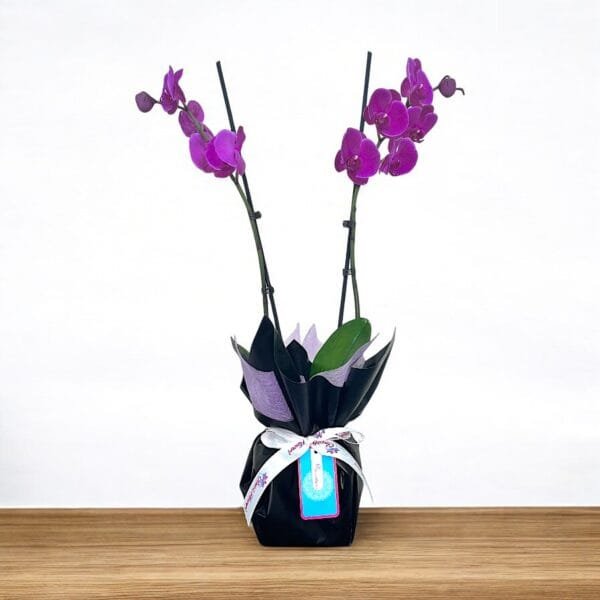 2 Stem Purple Orchid Plant in Black and Purple Wrapping