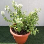 Bougainvillea White Plant