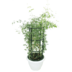 Jasminum Grandiflora - Spanish Jasmine - French Jasmine