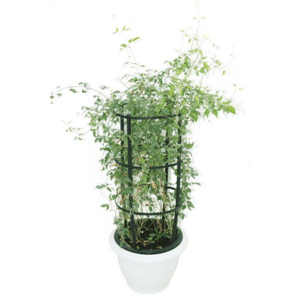 Jasminum Grandiflora - Spanish Jasmine - French Jasmine