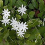 Jasminum Grandiflora - Spanish Jasmine - French Jasmine