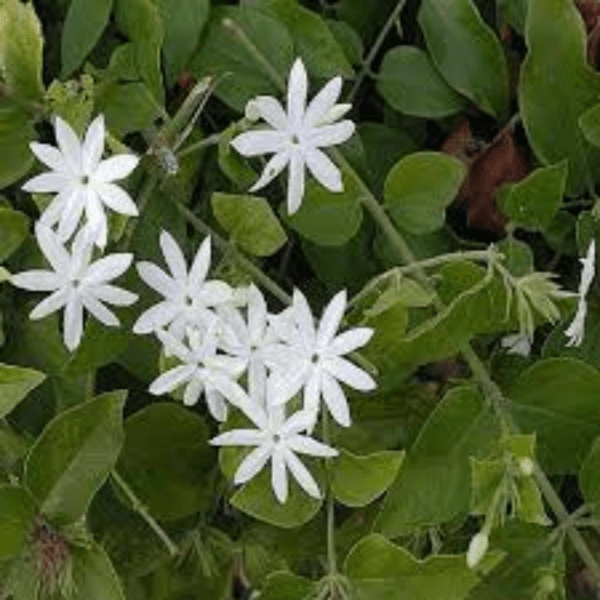 Jasminum Grandiflora - Spanish Jasmine - French Jasmine