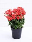 Kalanchoe Plantb- Madagascar Widow’s Thrill - Christmas Kalanchoe
