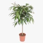 Ficus Amstel Queen/King
