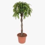 Ficus Amstel Queen/King