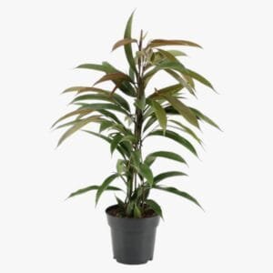 king-60-80cm.jpg