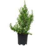 Leucophyllum Plant (Texas Ranger or Texas Sage, Texas Barometer Bush, Cenicilla)