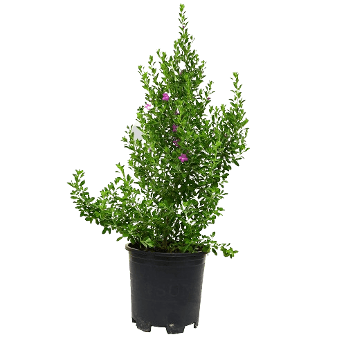 Leucophyllum Plant (Texas Ranger or Texas Sage, Texas Barometer Bush, Cenicilla)