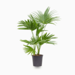 Livistona Palm - Chinese Fan Palm - Large Leaves