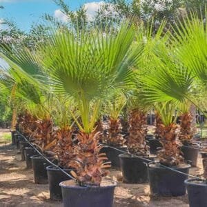 Washingtonia Robusta - Mexican Fan Palm
