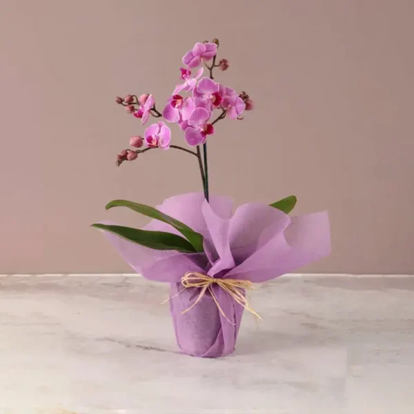 Mini Elegance: Purple Orchid in Pink Wrapping