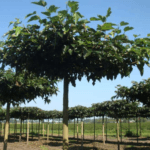 Morus Alba - Mulberry Tree