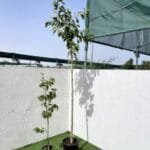 Morus Alba - Mulberry Tree