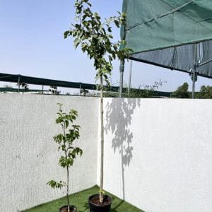 Morus Alba - Mulberry Tree