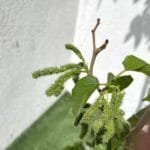 Morus Alba - Mulberry Tree
