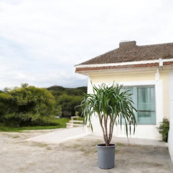 Dracena Draco Multi Stem