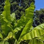 Musa Spp - Banana Tree
