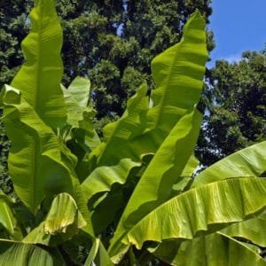 Musa Spp - Banana Tree