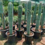 Pachycereus Pringlei Cactus Plant (Mexican Giant Cardon, or Elephant Cactus)