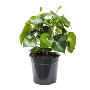 Peperomia Plant (Baby Rubber Plant, Pepper Elder, Radiator Plant, Shining Bush Plant, Emerald Ripper Pepper)