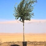 Pithecellobium Dulce - Jungle Jalebi - Madras Thorn