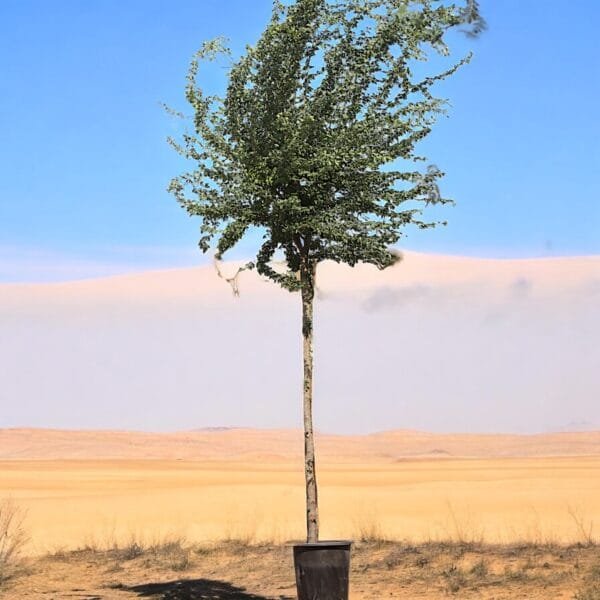 Pithecellobium Dulce - Jungle Jalebi - Madras Thorn