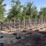 Pithecellobium Dulce - Jungle Jalebi - Madras Thorn