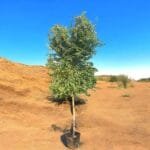 Pithecellobium Dulce - Jungle Jalebi - Madras Thorn