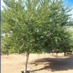 Pithecellobium Dulce - Jungle Jalebi - Madras Thorn