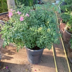 Podranea Plant - Pink Trumpet Vine