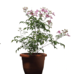 Podranea Plant - Pink Trumpet Vine