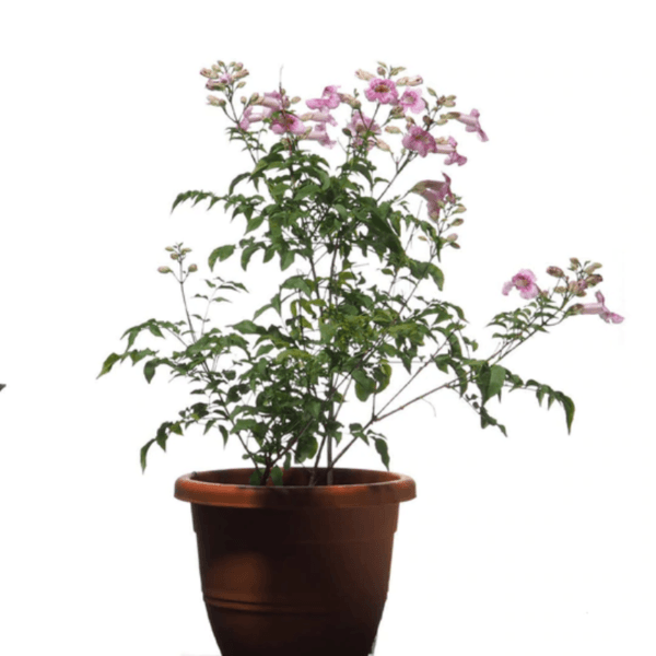 Podranea Plant - Pink Trumpet Vine