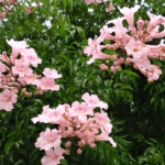 Podranea Plant - Pink Trumpet Vine