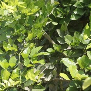Pongamia Pinnata - Pongamia Tree