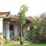 Pongamia Pinnata - Pongamia Tree