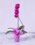 Purple Orchid Plant in Purple Wrapping | Phalaenopsis Orchid Plant